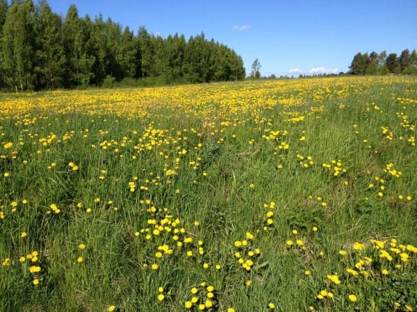 Voikukkapelto Aitoo_kuva Aki Ikonen